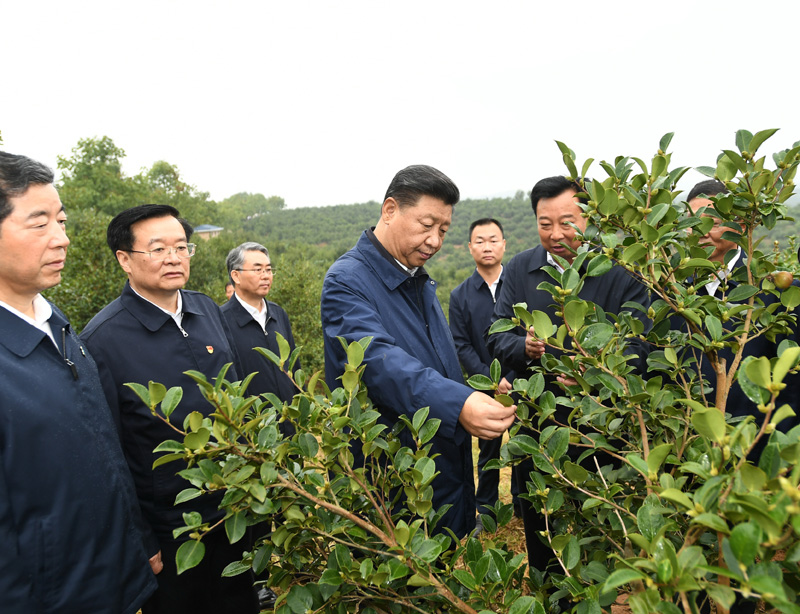 　　9月16日至18日，中共中央總書記、國家主席、中央軍委主席習近平在河南考察。這是17日上午，習近平來到信陽市光山縣槐店鄉(xiāng)司馬光油茶園，實地察看油茶樹種植和掛果情況。新華社記者 謝環(huán)馳 攝